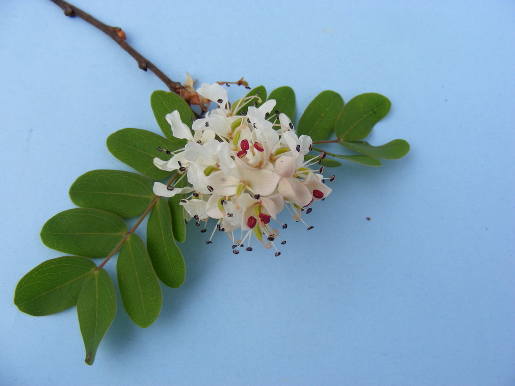 Cryptosepalum exfoliatum subsp. exfoliatum var. fruticosum Cryptosepalum exfoliatum subsp. exfoliatum var. fruticosum