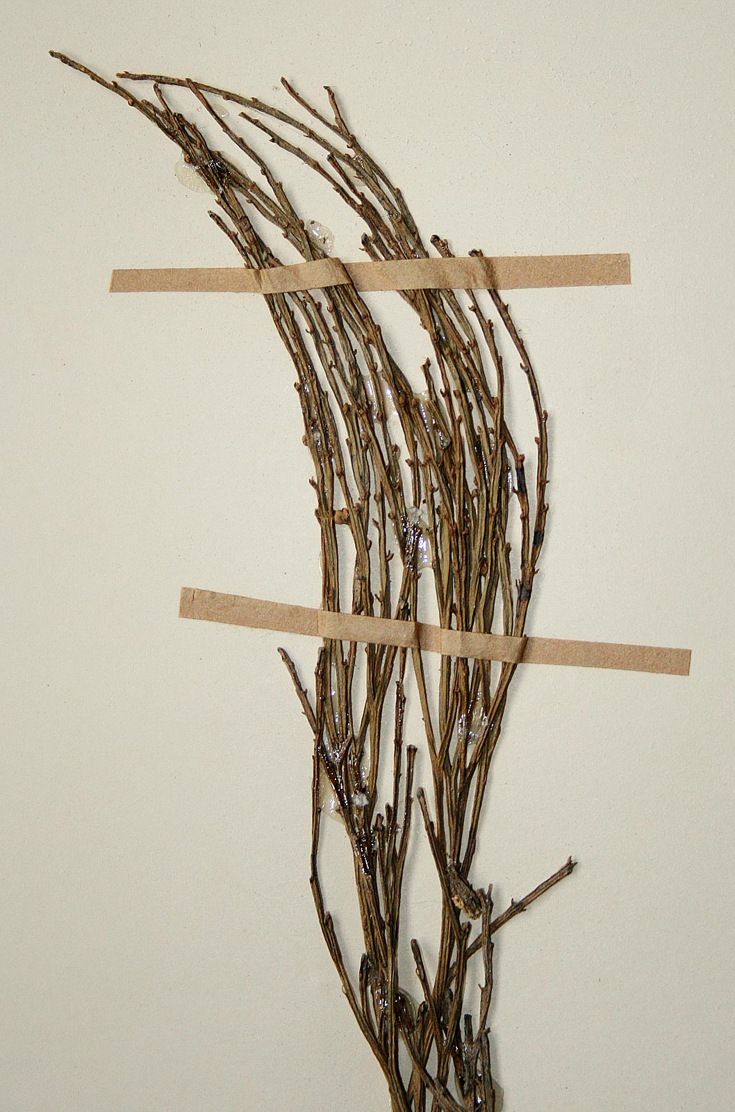 Psilotum nudum Psilotum nudum