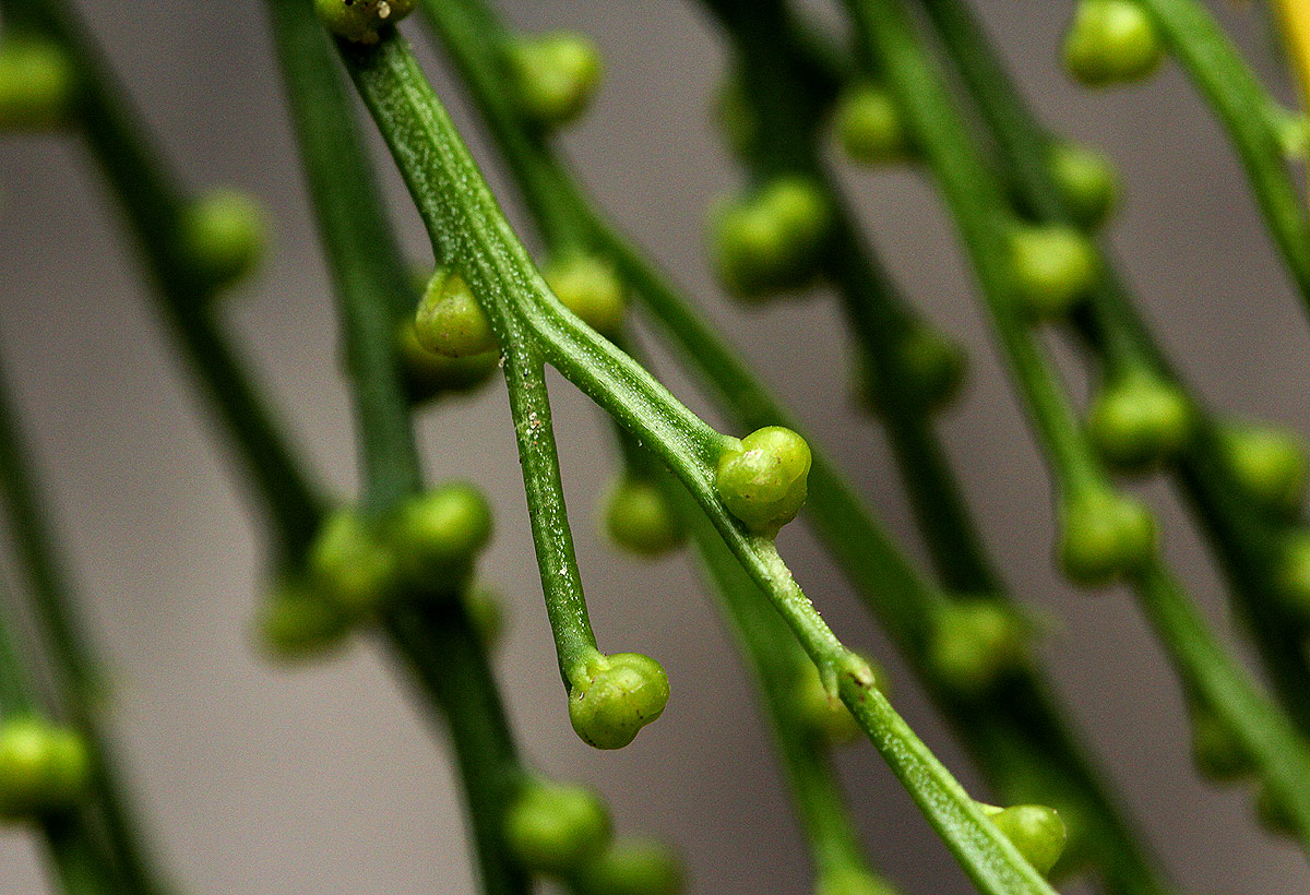 Psilotum nudum