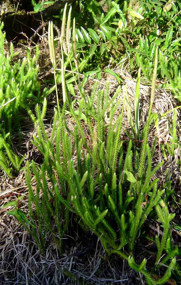 Lycopodium clavatum