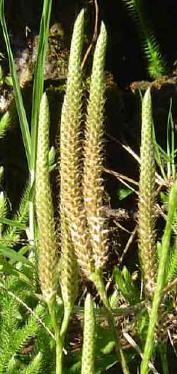Lycopodium clavatum
