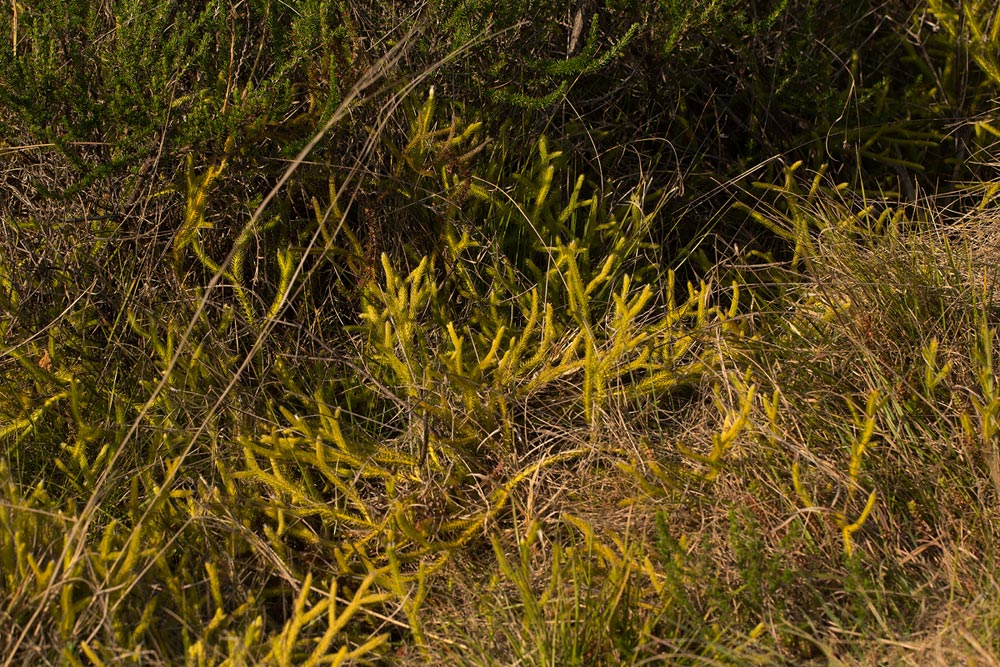 Lycopodium clavatum Lycopodium clavatum