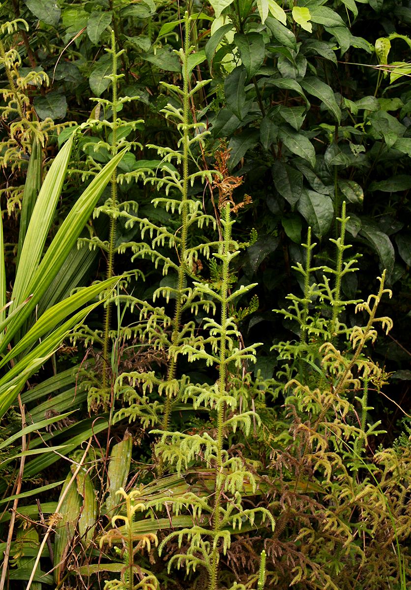 Lycopodiella cernua Lycopodiella cernua