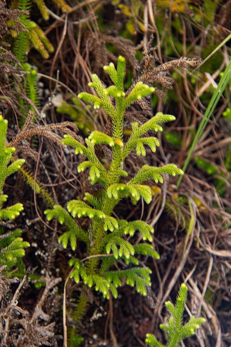 Lycopodiella cernua Lycopodiella cernua