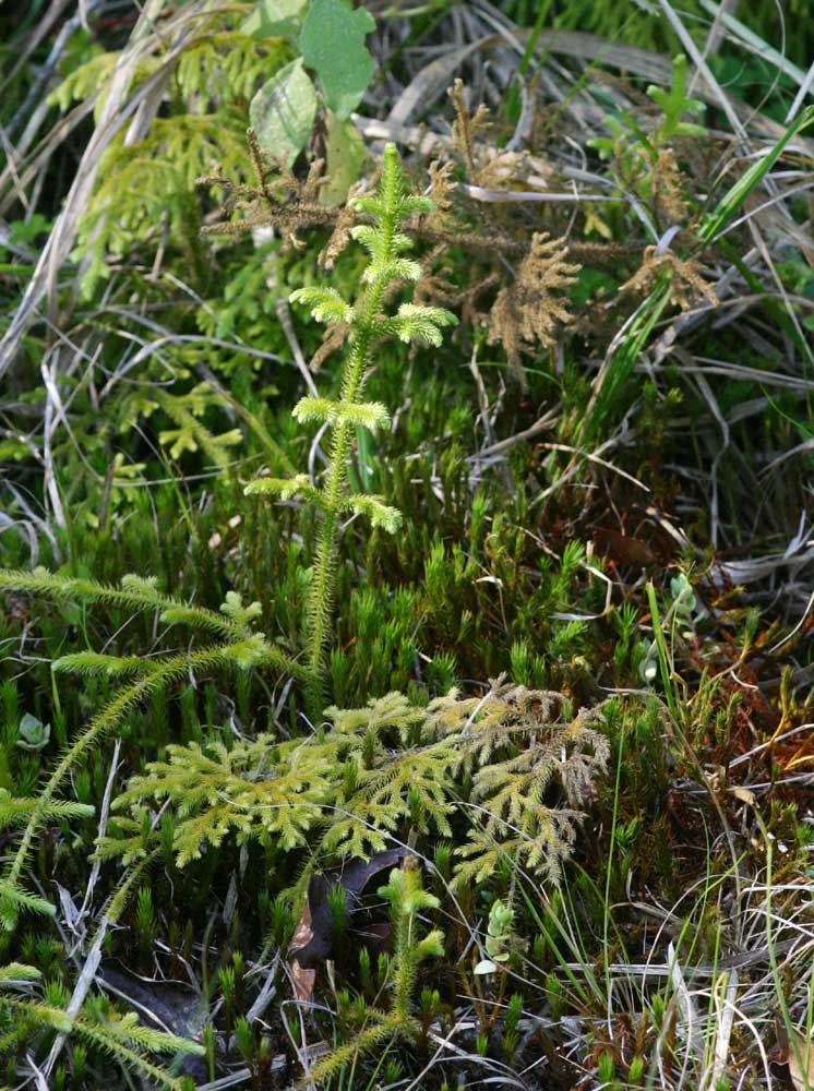 Lycopodiella cernua