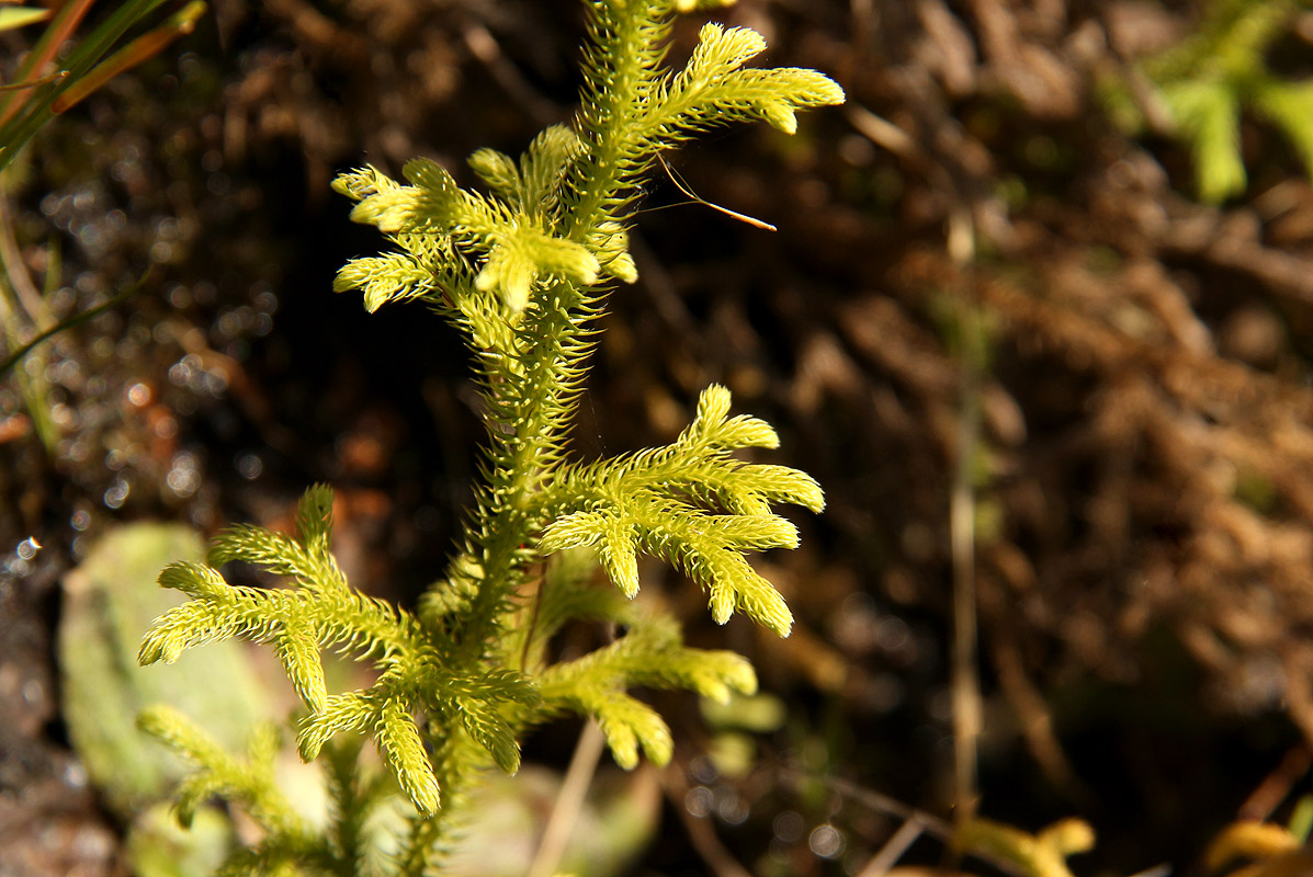 Lycopodiella cernua Lycopodiella cernua