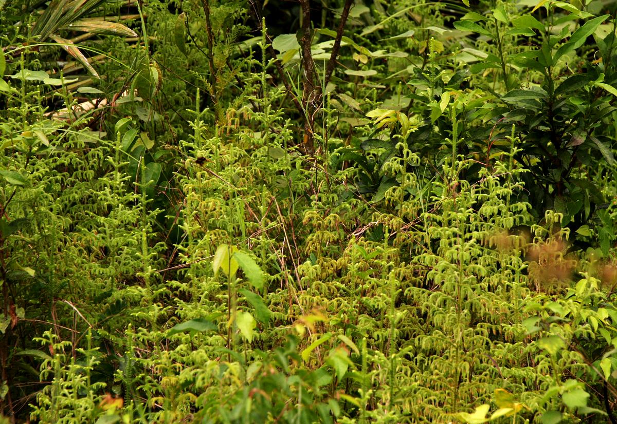 Lycopodiella cernua Lycopodiella cernua