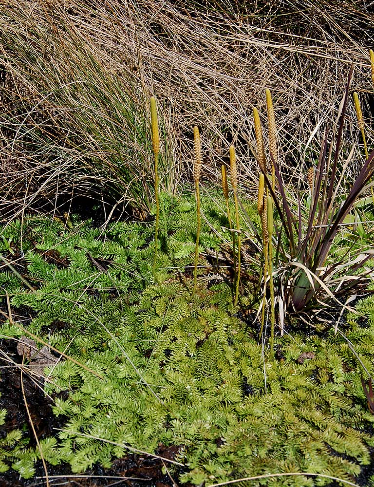 Lycopodiella sarcocaulon