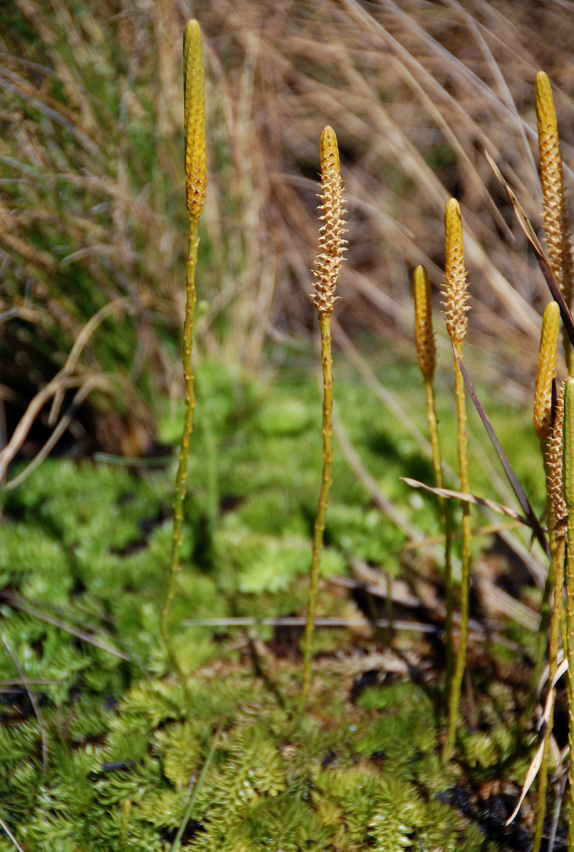 Lycopodiella sarcocaulon