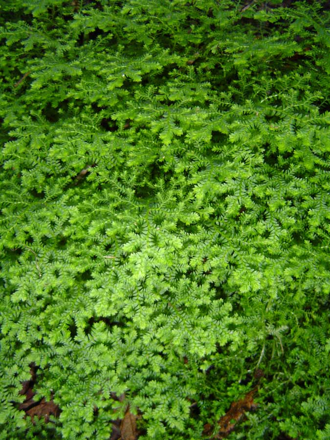 Selaginella goudotiana var. abyssinica