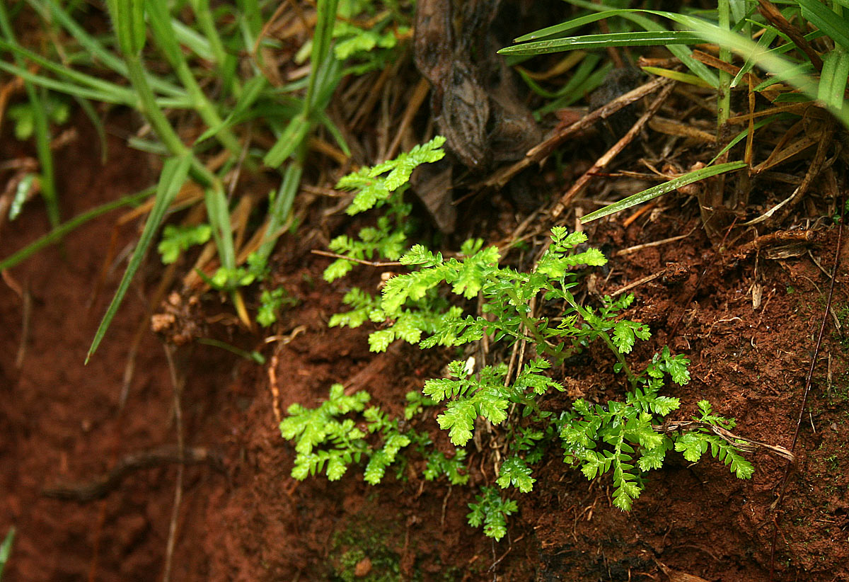 Selaginella goudotiana var. abyssinica