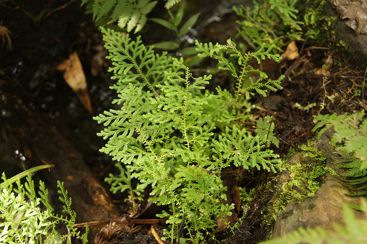 Selaginella goudotiana var. abyssinica Selaginella goudotiana var. abyssinica