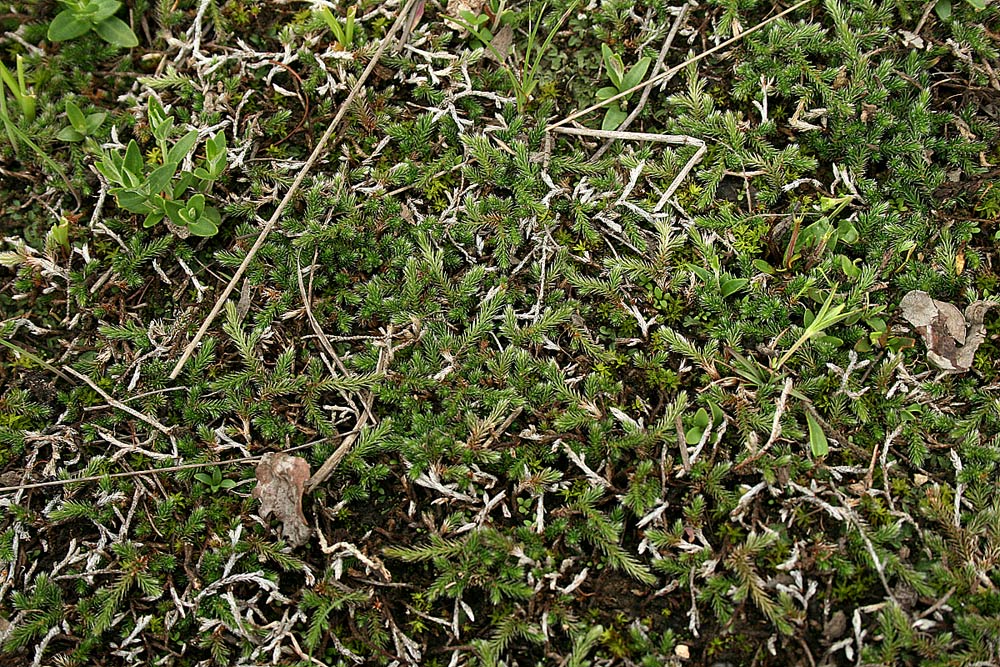 Selaginella dregei Selaginella dregei