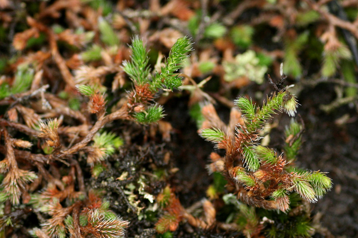 Selaginella dregei