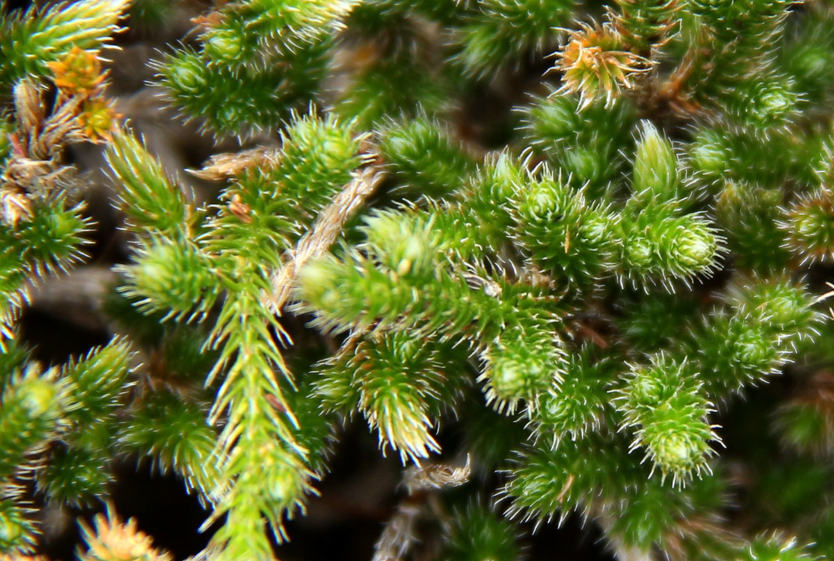 Selaginella dregei