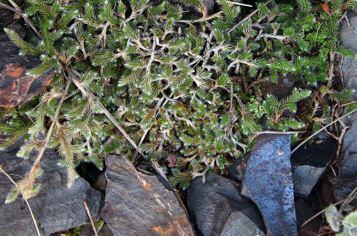 Selaginella dregei