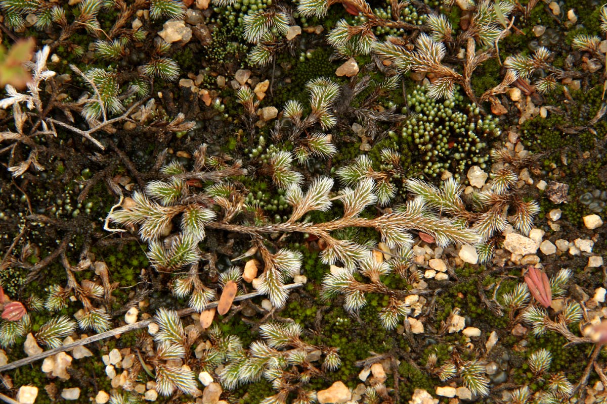 Selaginella dregei