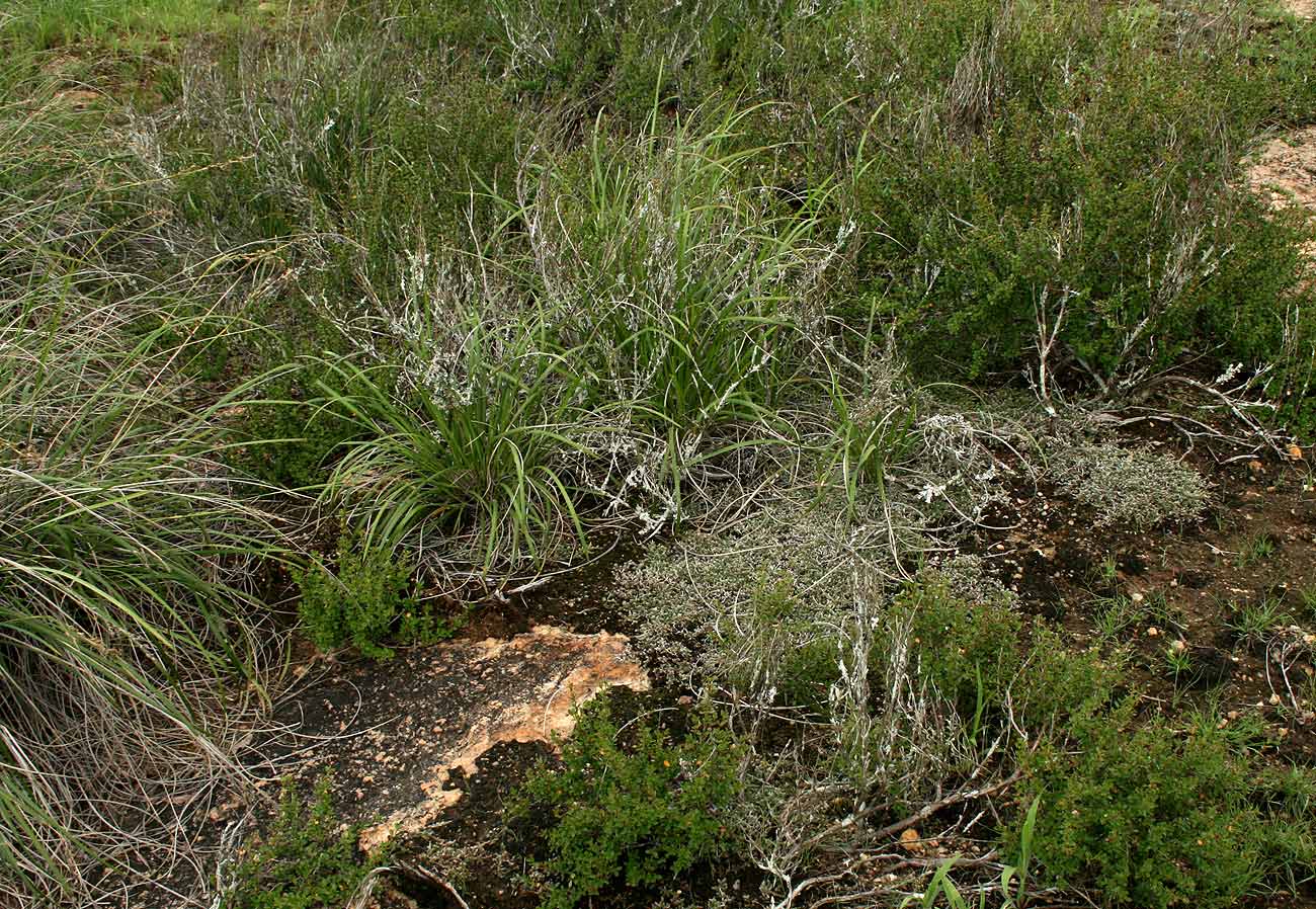 Selaginella dregei Selaginella dregei