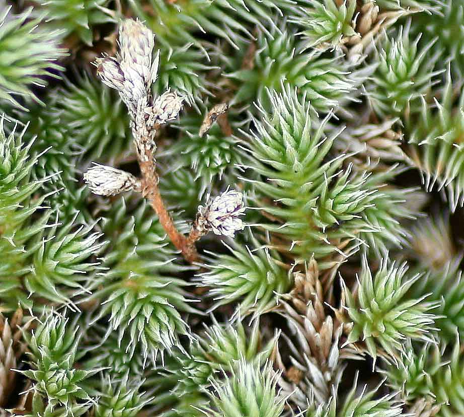 Selaginella dregei