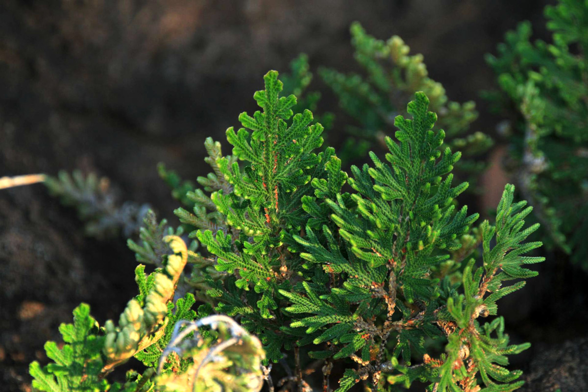 Selaginella imbricata
