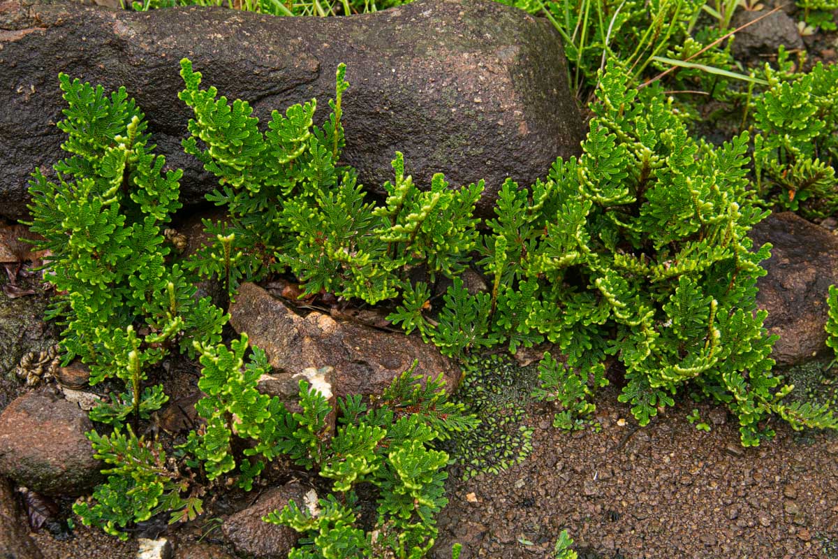 Selaginella imbricata