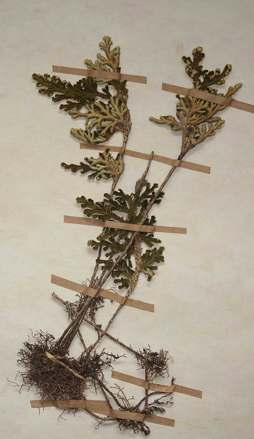 Selaginella imbricata