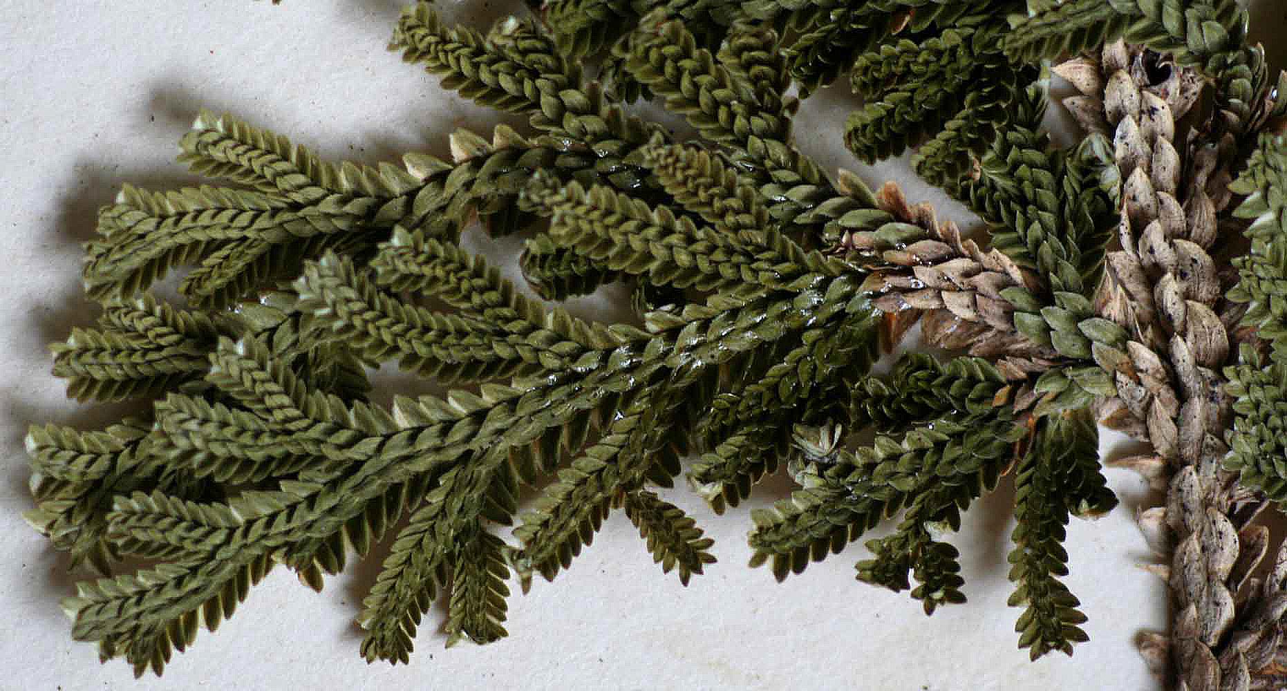 Selaginella imbricata