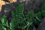 Selaginella imbricata