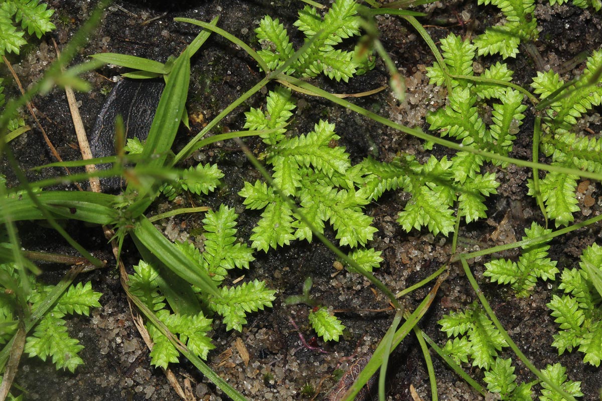 Selaginella mittenii