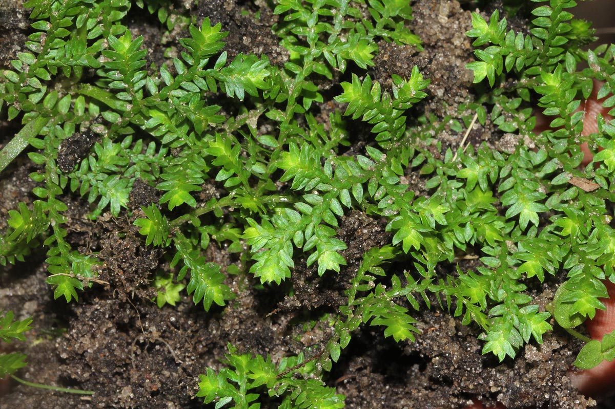 Selaginella mittenii