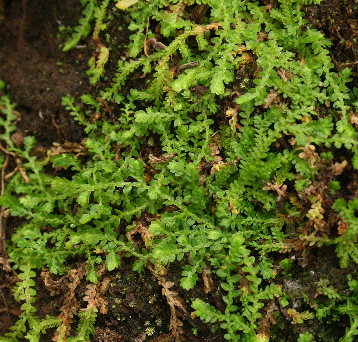 Selaginella mittenii
