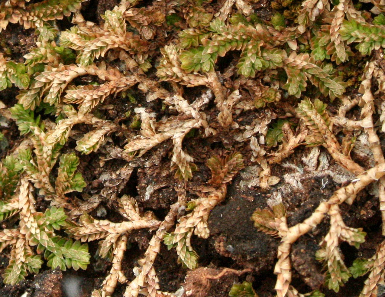 Selaginella mittenii
