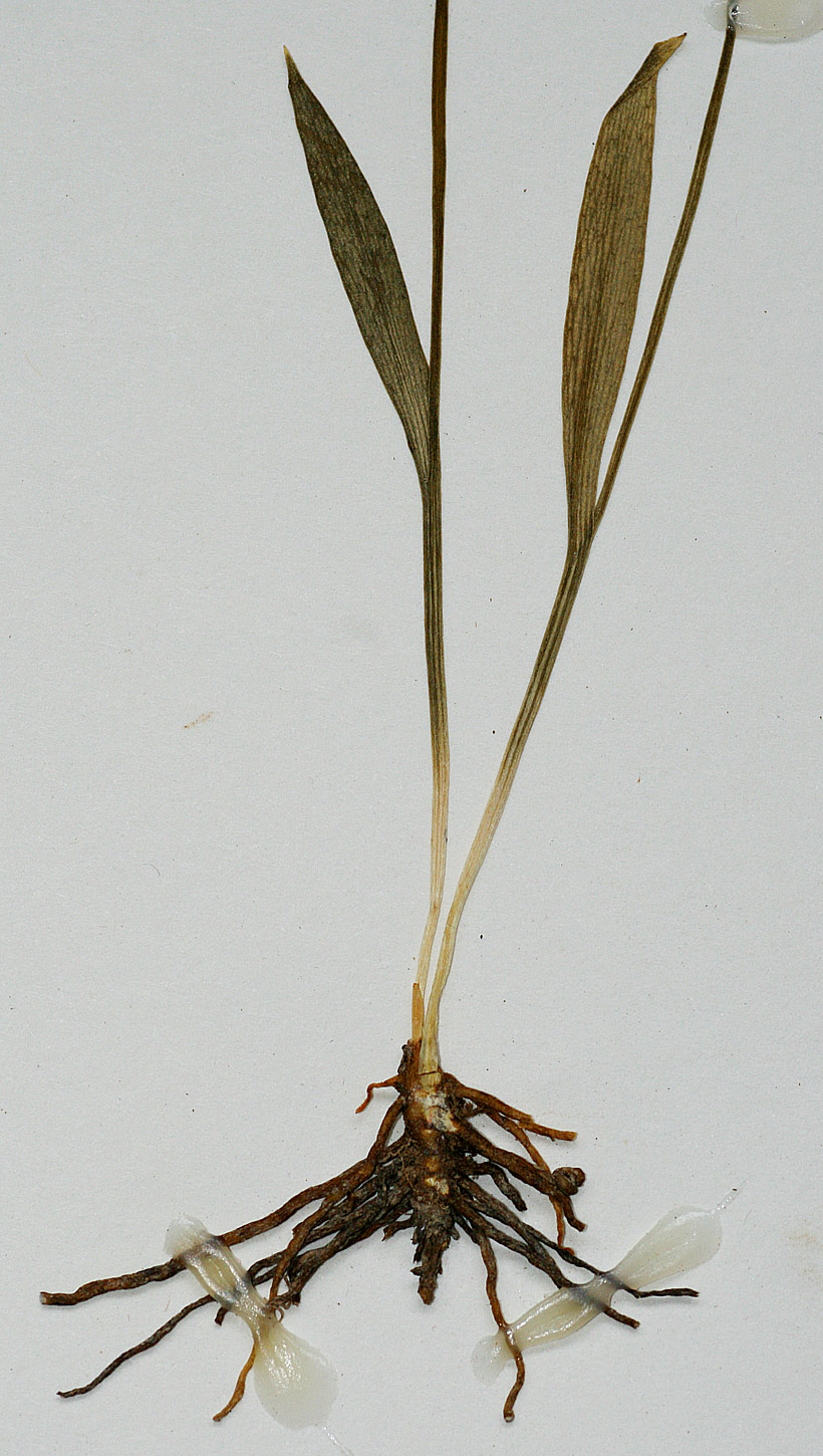 Ophioglossum caroticaule Ophioglossum caroticaule