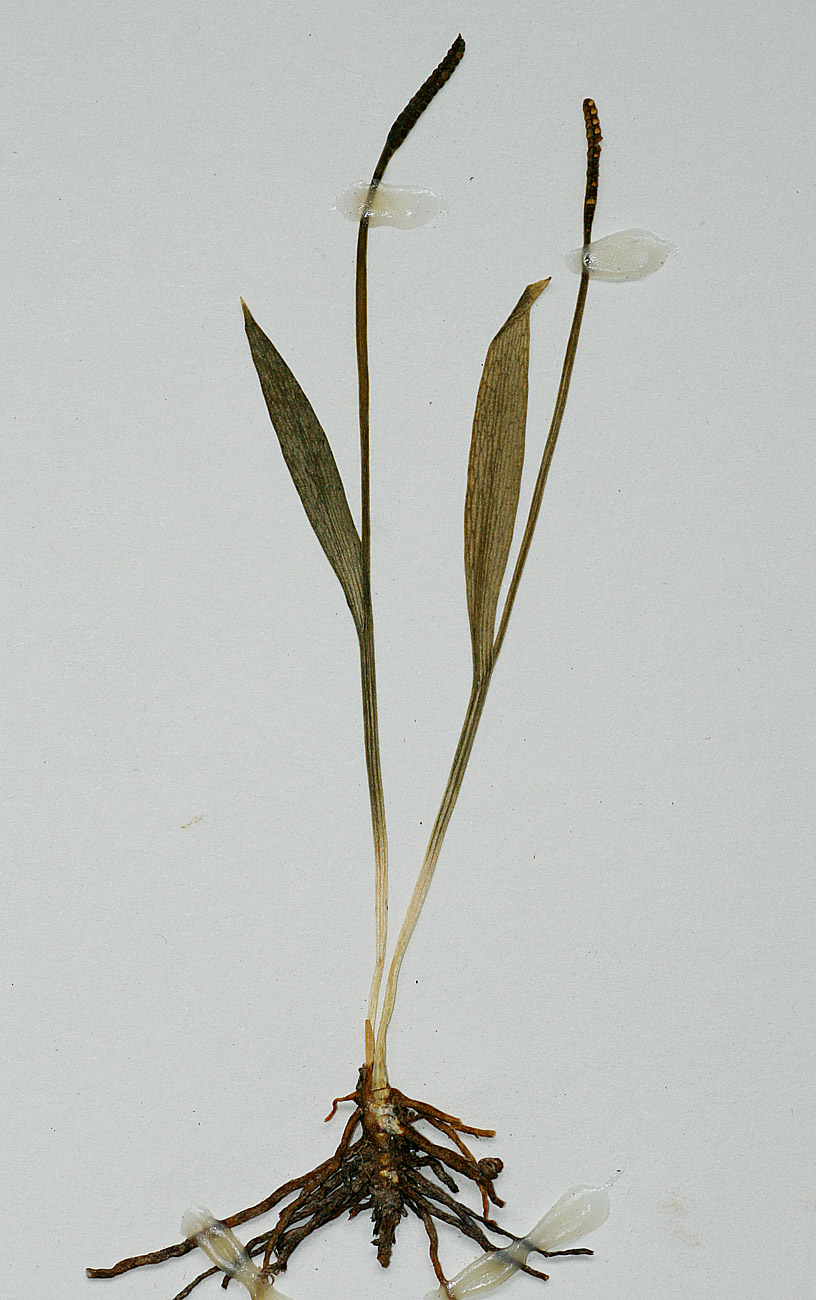 Ophioglossum caroticaule