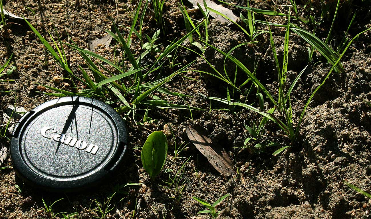 Ophioglossum costatum