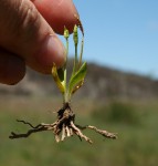 Ophioglossum gomezianum