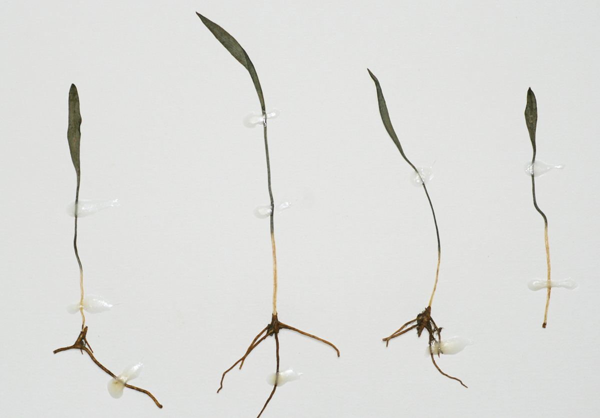 Ophioglossum lusoafricanum