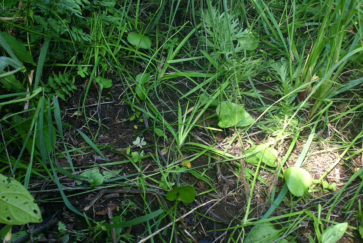 Ophioglossum reticulatum