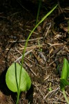 Ophioglossum reticulatum