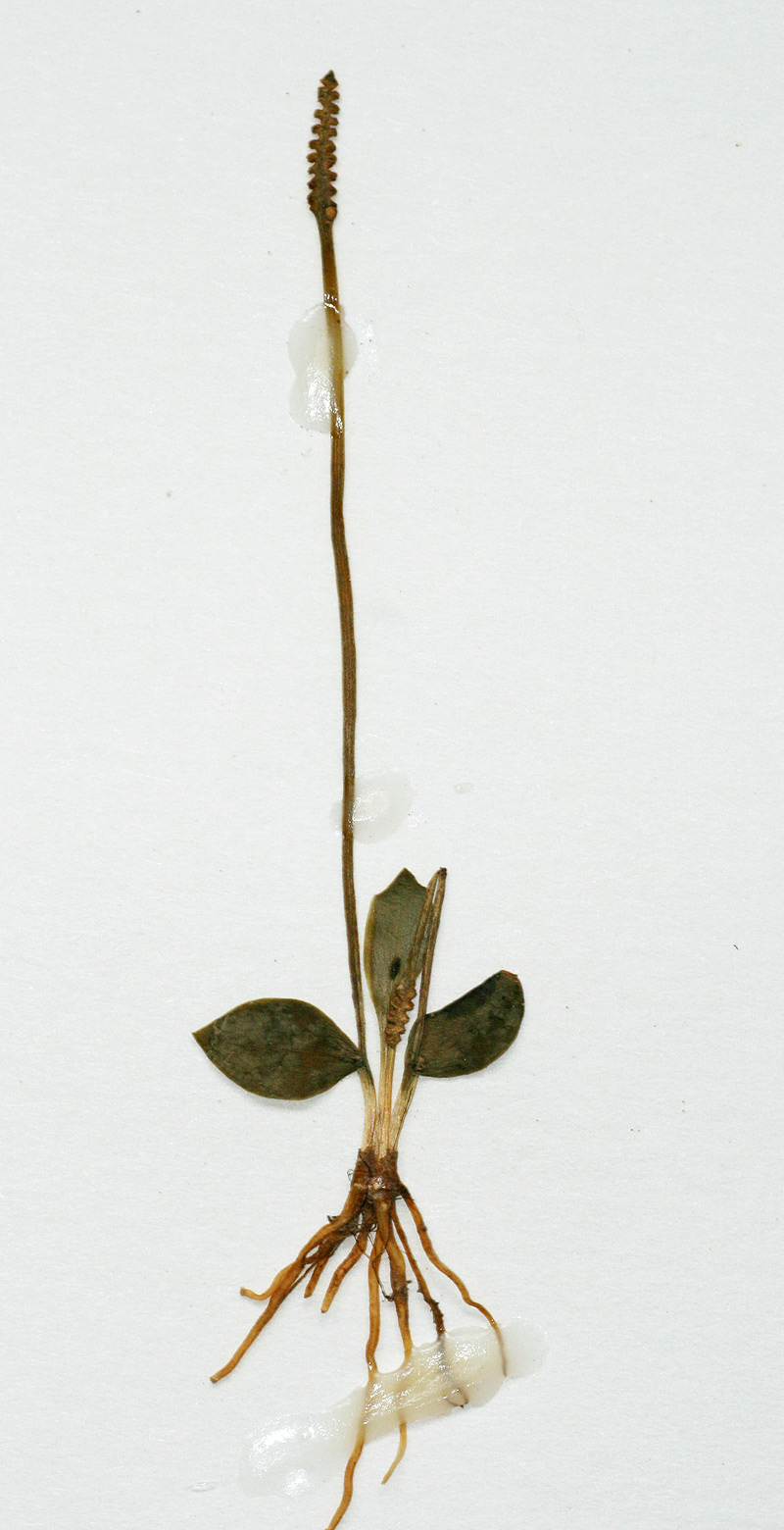 Ophioglossum rubellum