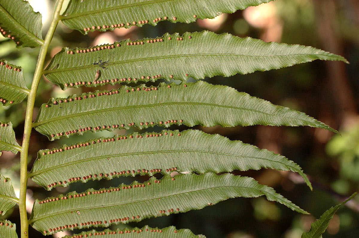 Ptisana salicifolia Ptisana salicifolia