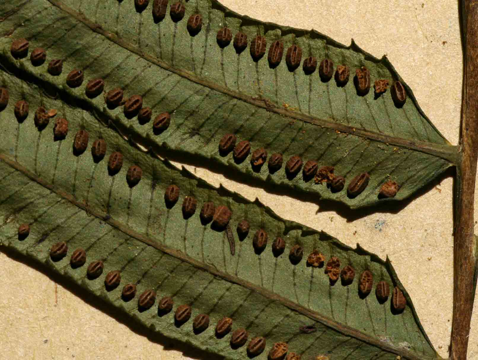 Ptisana salicifolia Ptisana salicifolia