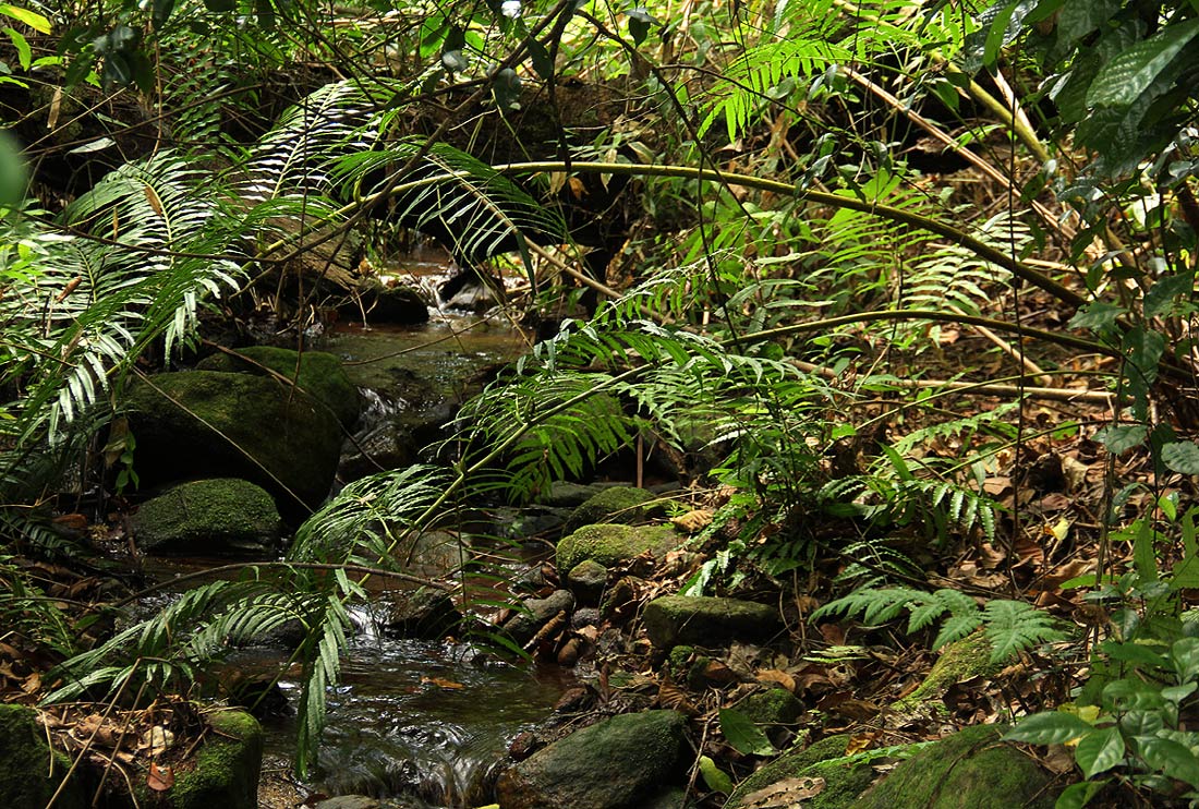 Ptisana salicifolia Ptisana salicifolia