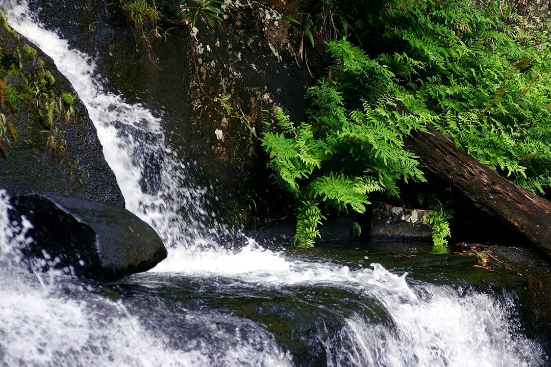 Osmunda regalis Osmunda regalis
