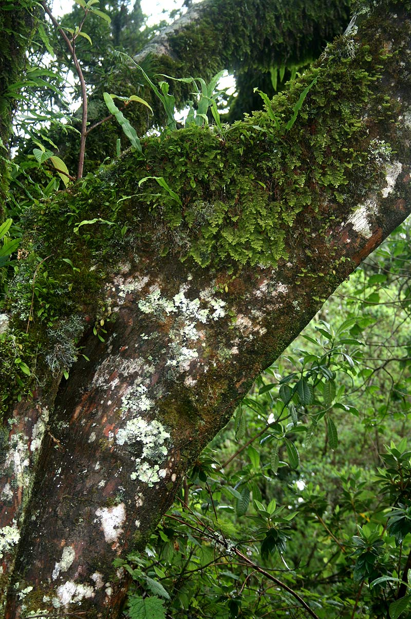 Hymenophyllum kuhnii