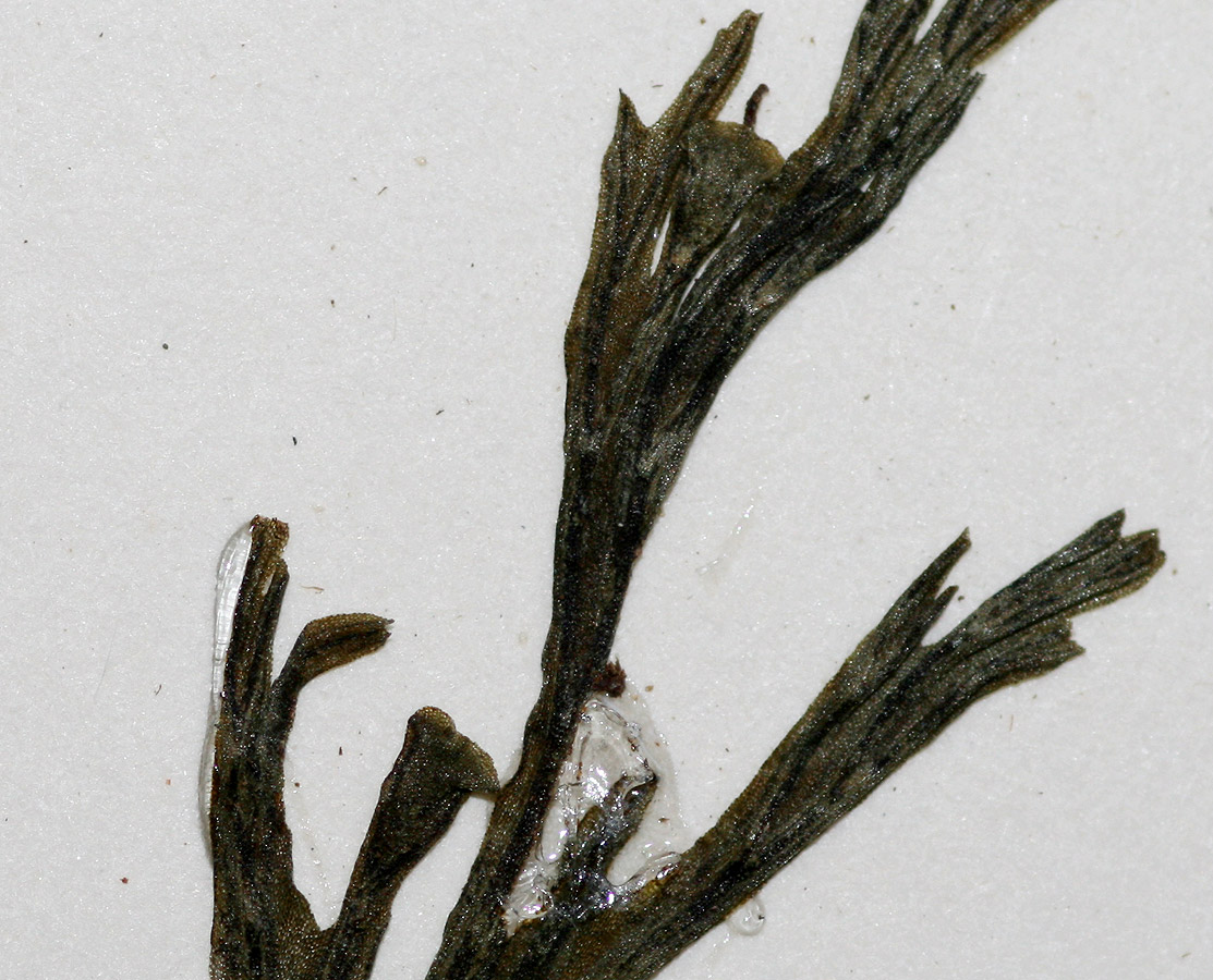 Crepidomanes melanotrichum