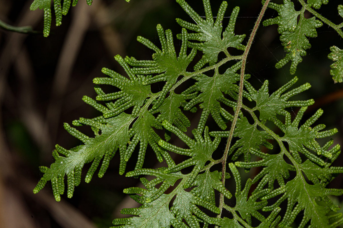 Lygodium kerstenii Lygodium kerstenii