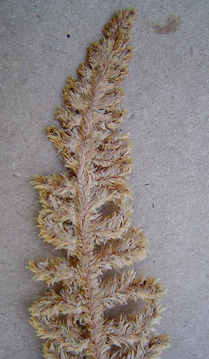 Mohria lepigera Mohria lepigera