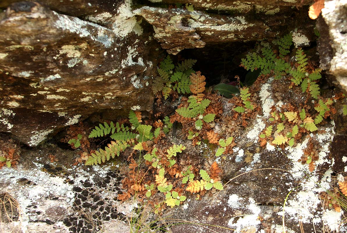 Mohria vestita Mohria vestita