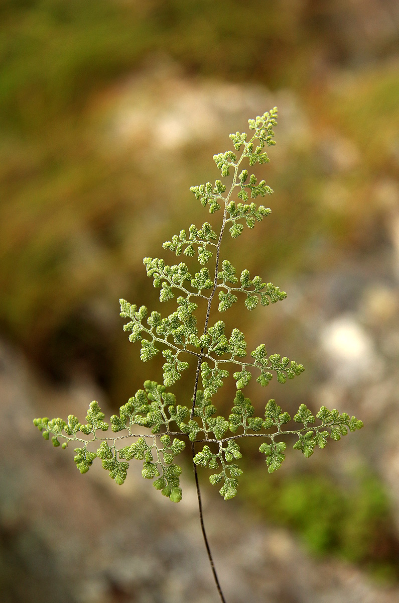 Pityrogramma argentea Pityrogramma argentea